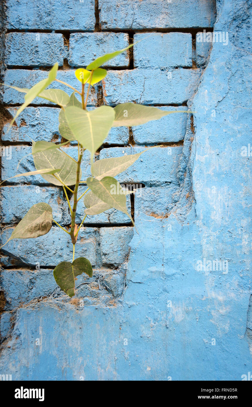Plant growing in brick wall with cracked plaster, Delhi, India Stock