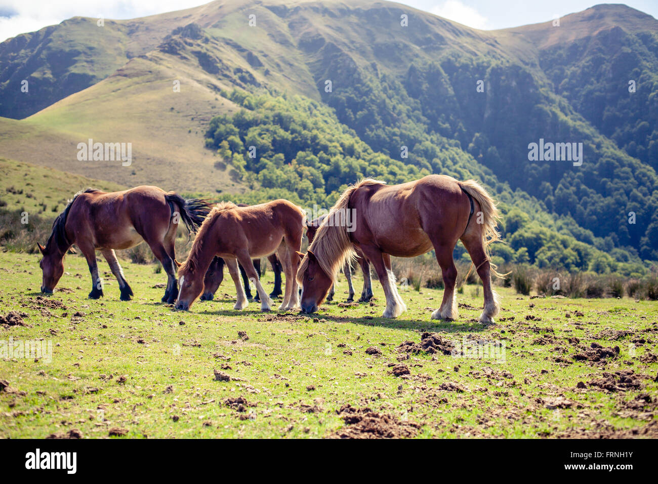 Pottoks Basque horses Stock Photo