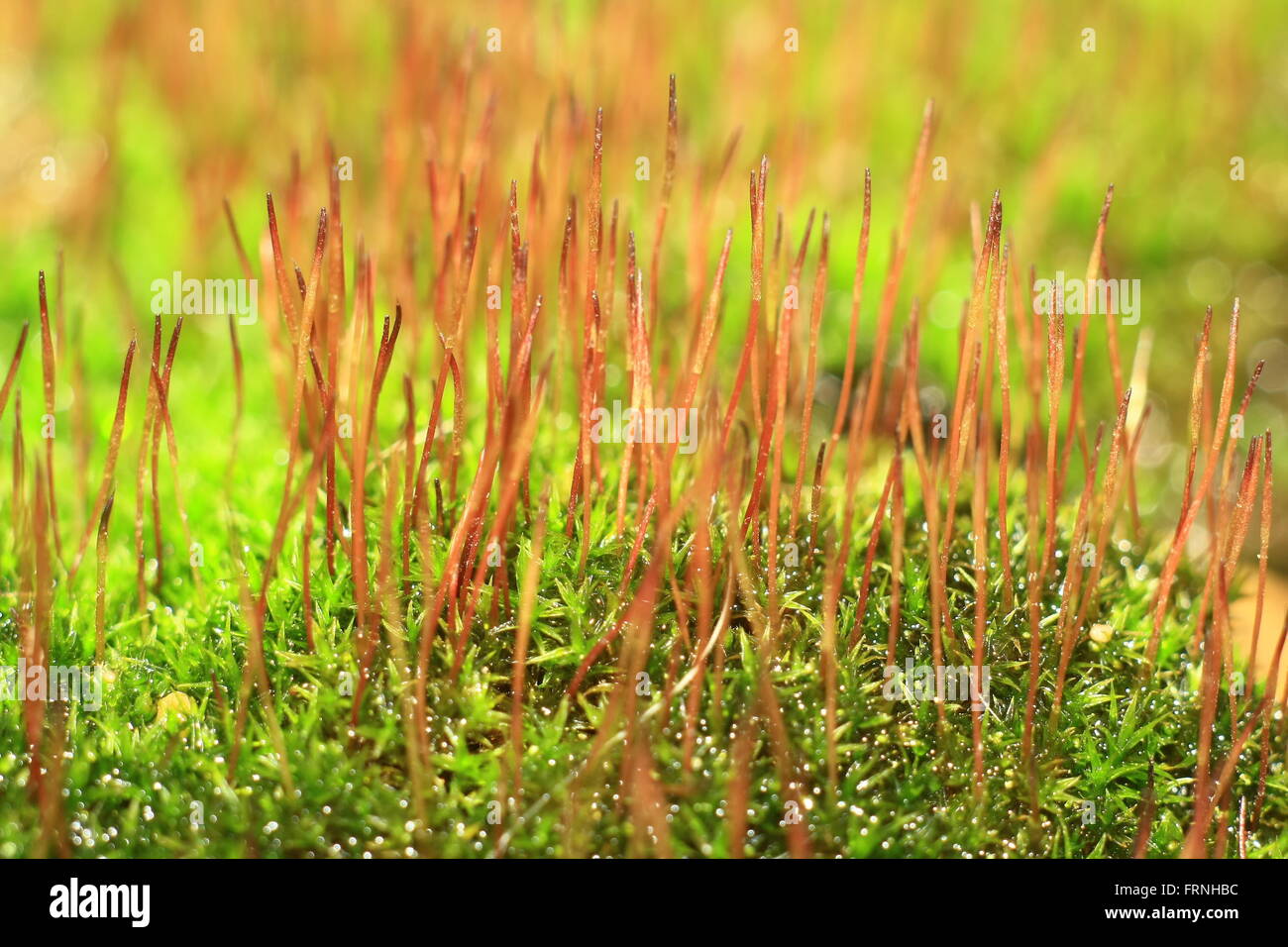Green forest moss hi-res stock photography and images - Alamy