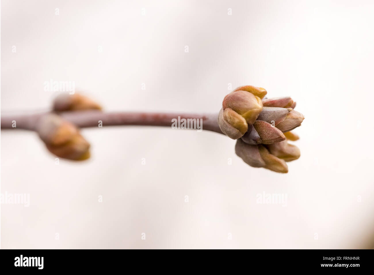 A bough with a young bud at the beginning of the spring Stock Photo