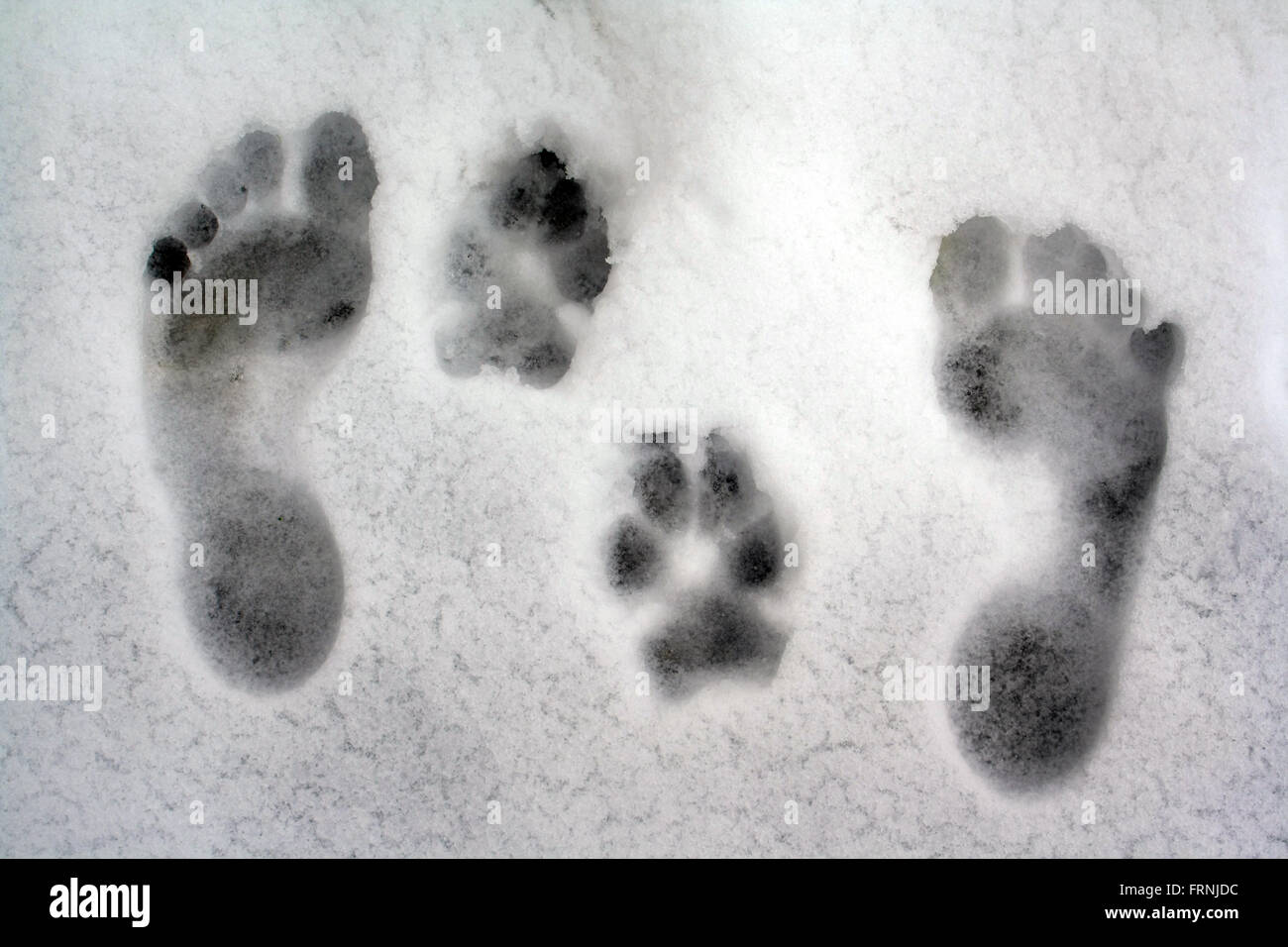 human and dog footprints on snow Stock Photo