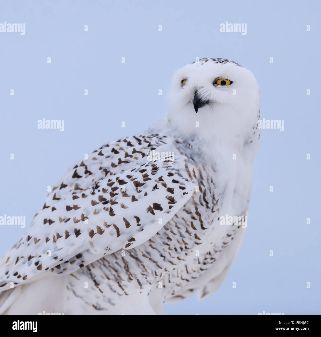 Snowy Owl Portrait Stock Photo - Alamy