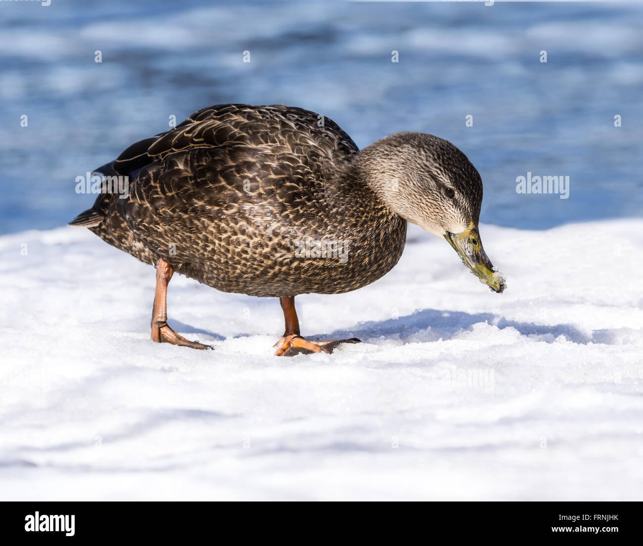 American Black Duck in Early Spring Stock Photo