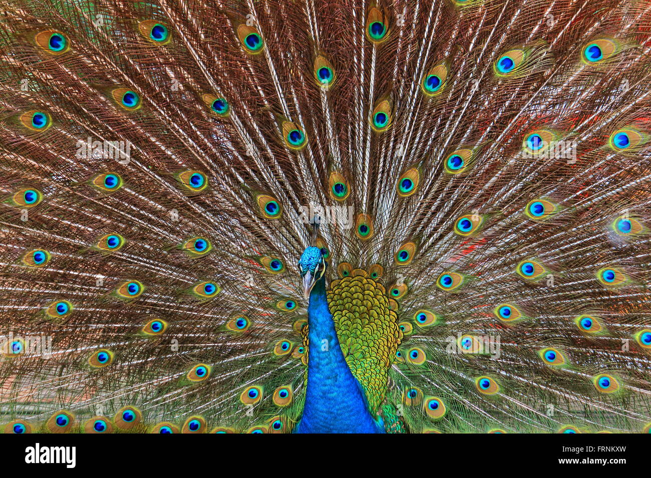 Indian Blue Peafowl Mating Ritual Stock Photo - Alamy