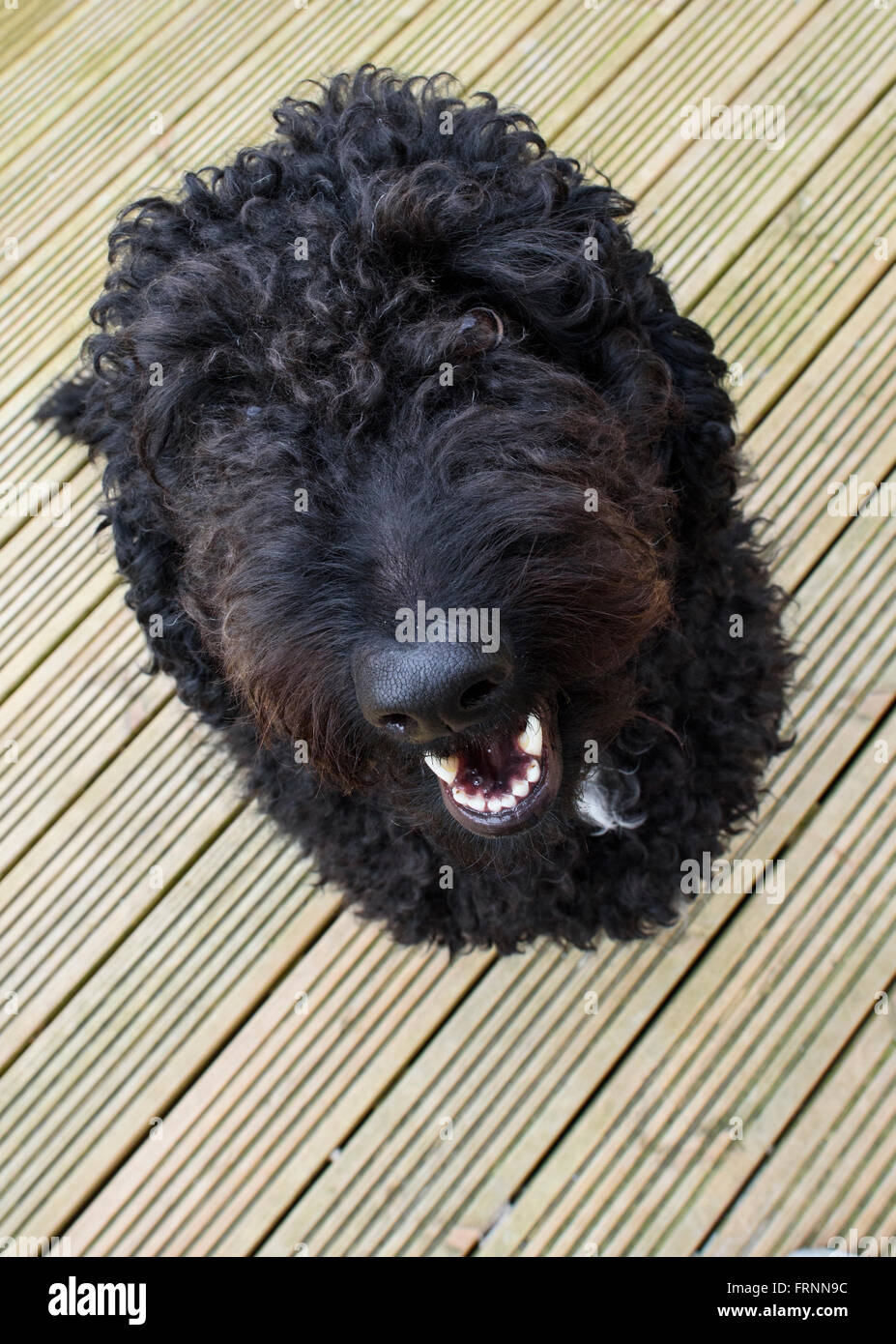 Labradoodle Black Stock Photos Labradoodle Black Stock Images