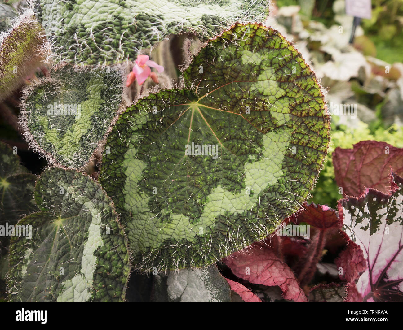 Hairy variegated leafed begonia species sizemoreae Stock Photo