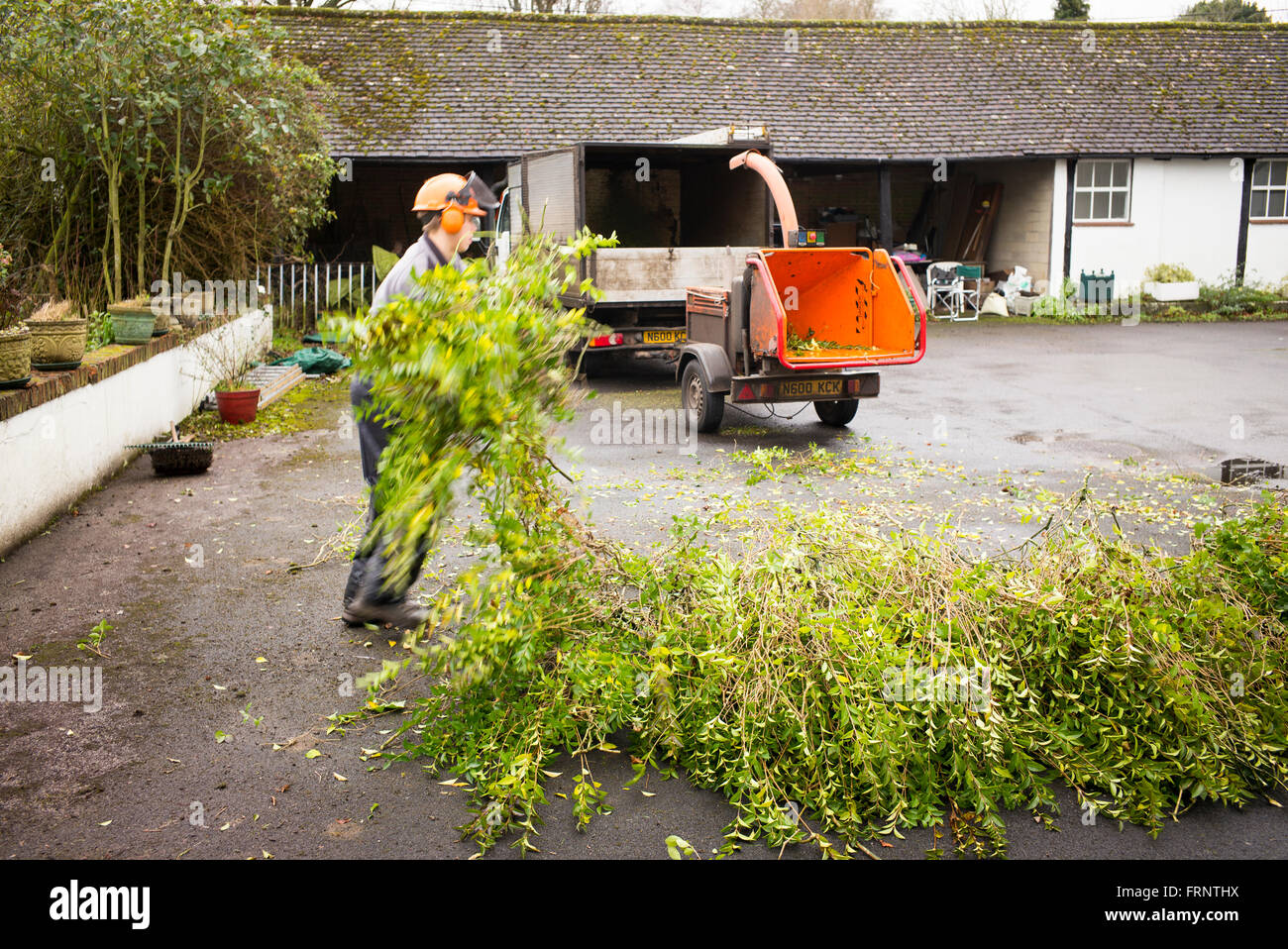 Hedge trimmings awaiting shredding during seasonal garden maintenance