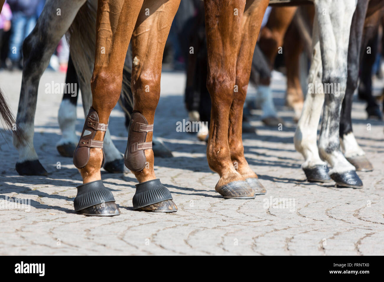 The legs of horses of Horse police units. Policemen and policewomen are participating in a parade at Saint Theodore's day. Stock Photo