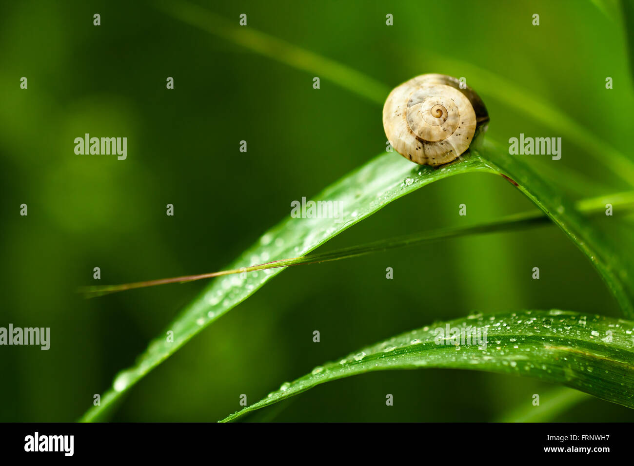 Snail on Wet Green Leaves Stock Photo