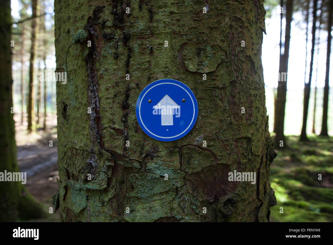 A small plastic direction arrow on a tree trunk in the forest ...