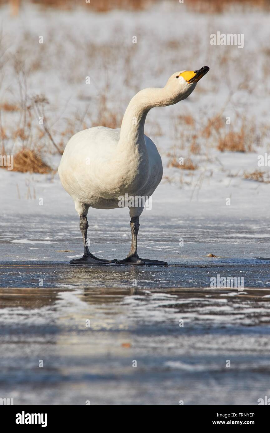 Whooper swan (Cygnus Cycnus) reaches the neck on the ice of a frozen lake in Finland in winter. Stock Photo