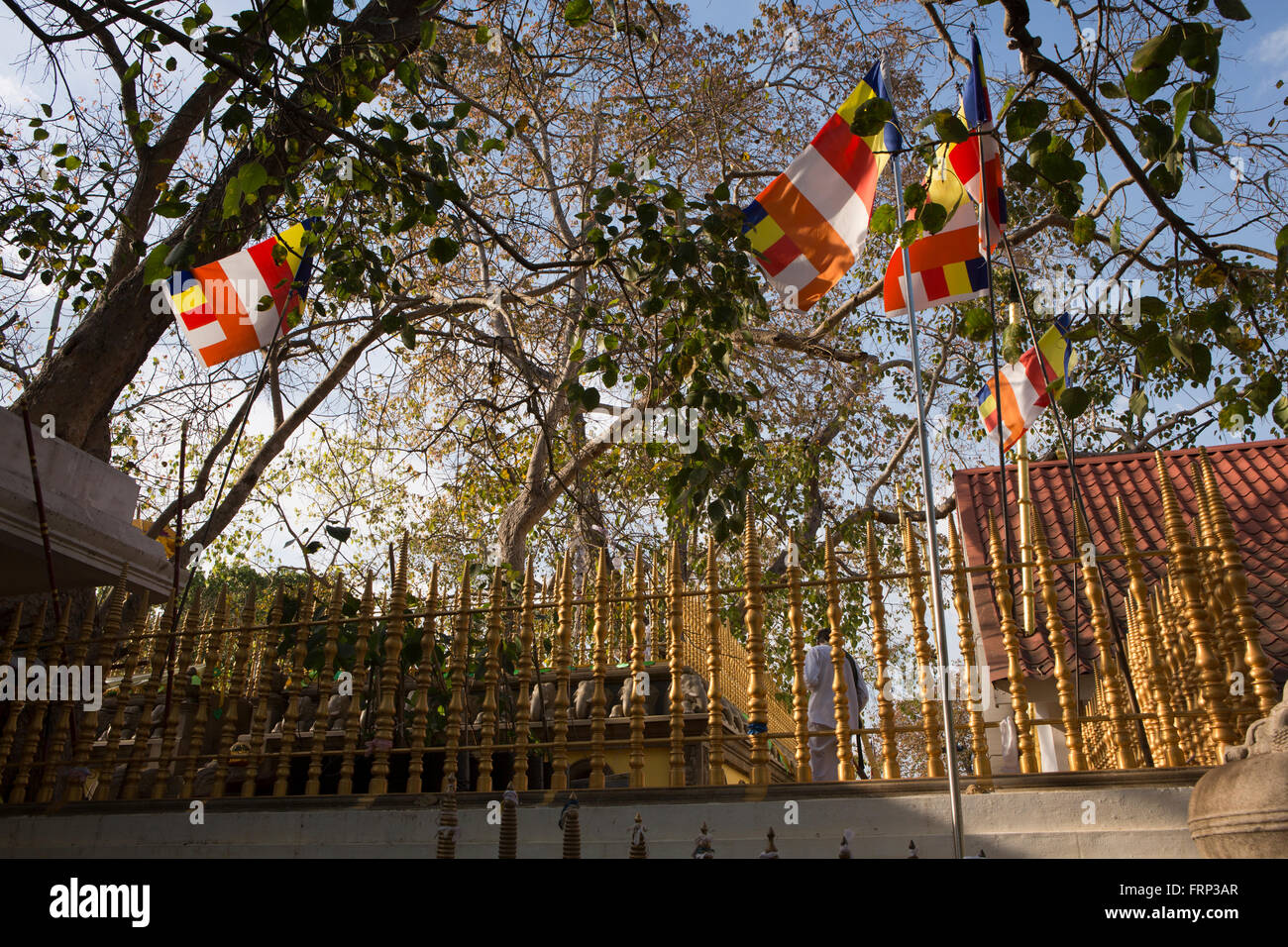 Sri Lanka, Anuradhapura, Sri Maha Bodi temple, sacred Bo tree, planted 249BC Stock Photo