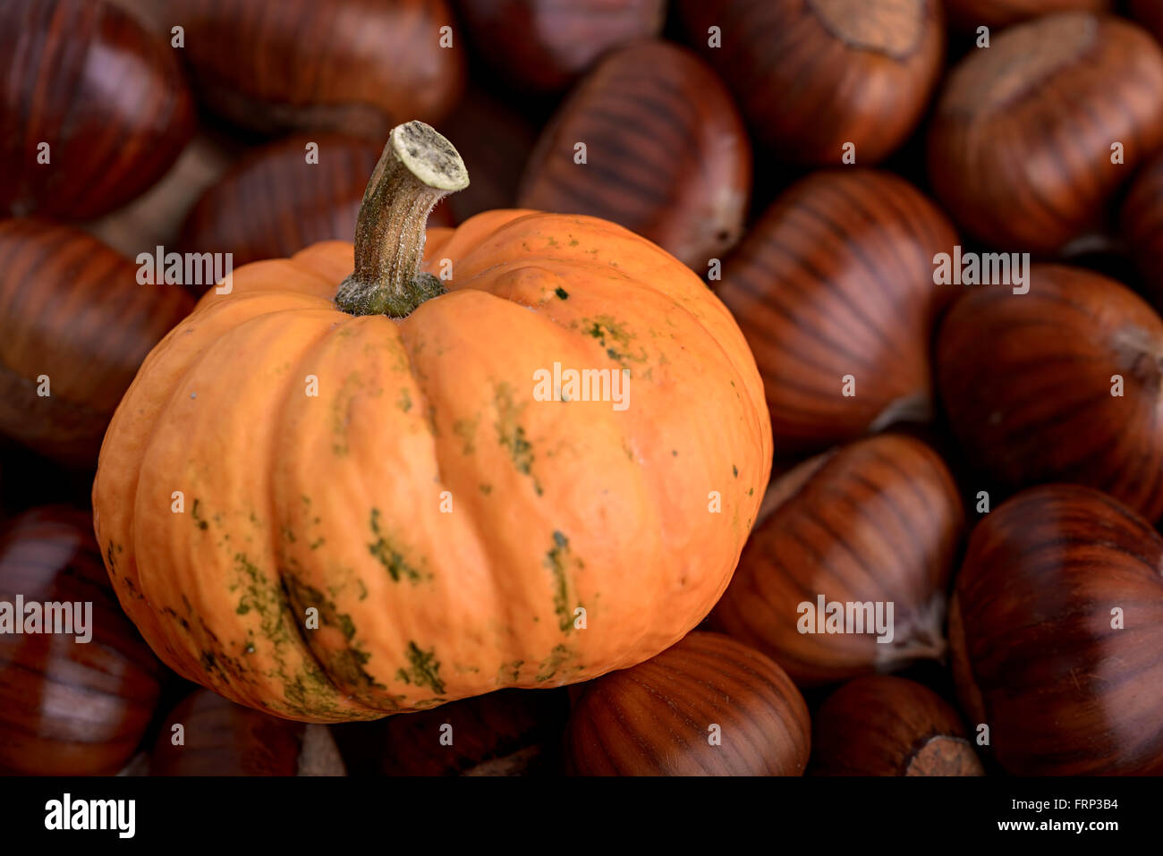 small pumpkin on chestnut background Stock Photo