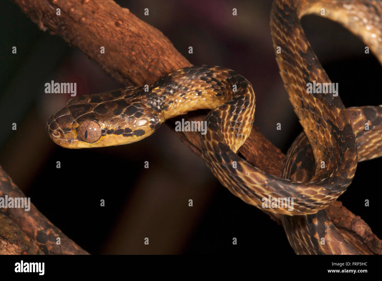 Cat snake, Boiga sp., Colubridae, Coorg, Karnataka, India Stock Photo
