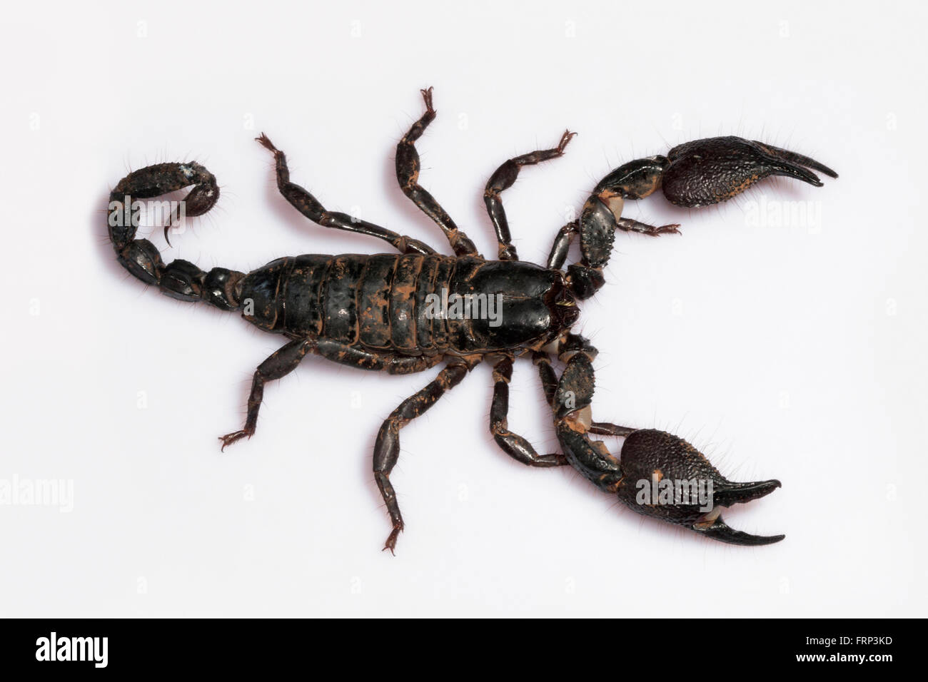 Burrowing scorpion, Heterometrus phipsoni, Scorpionidae, Mumbai, Maharashtra, India Stock Photo
