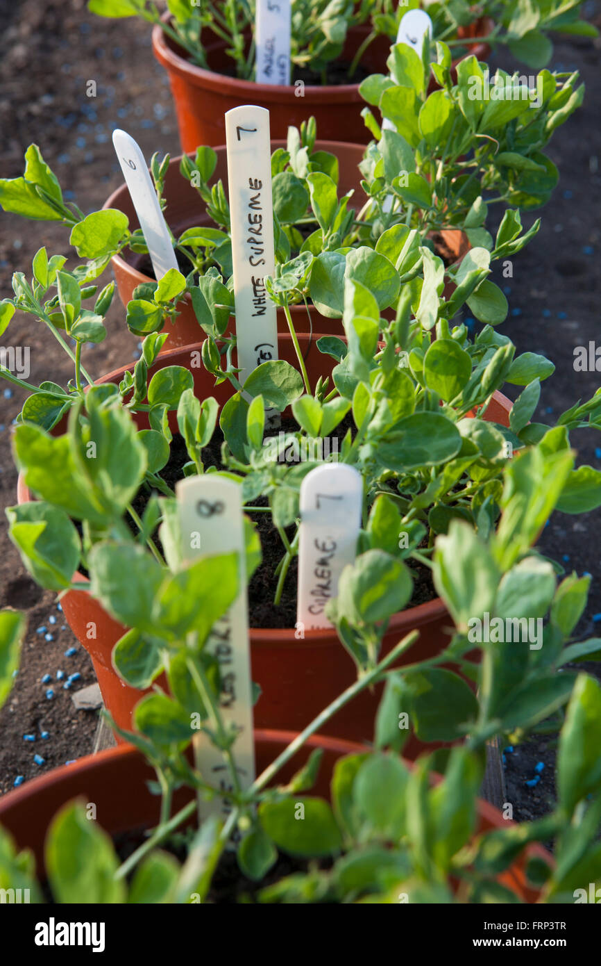 Pots of sweet pea seedings ready to be planted out in neat rows against