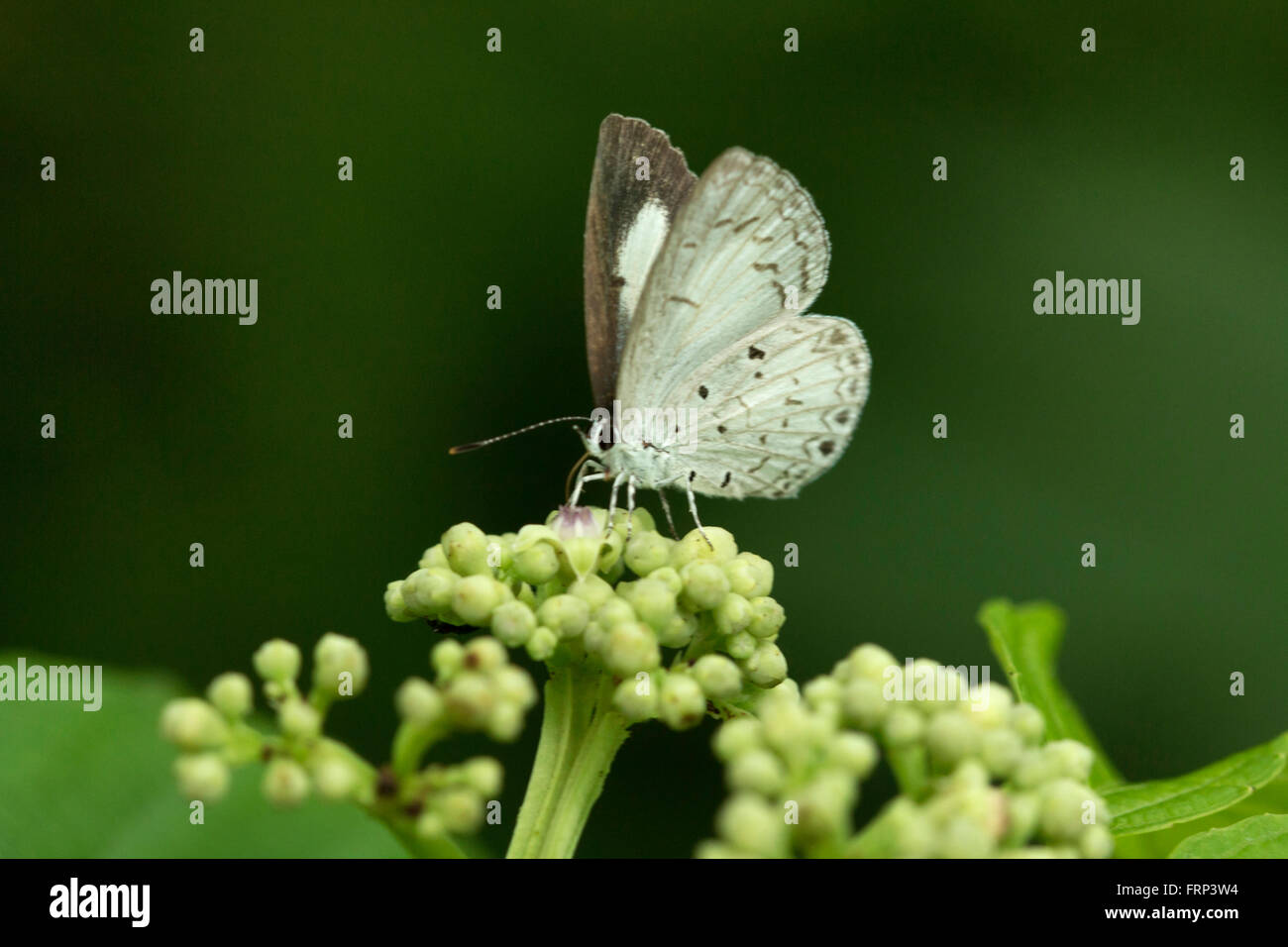 Hedge blue butterfly, Acytolepis puspa, Lycaenidae, Mumbai, Maharashtra, India Stock Photo
