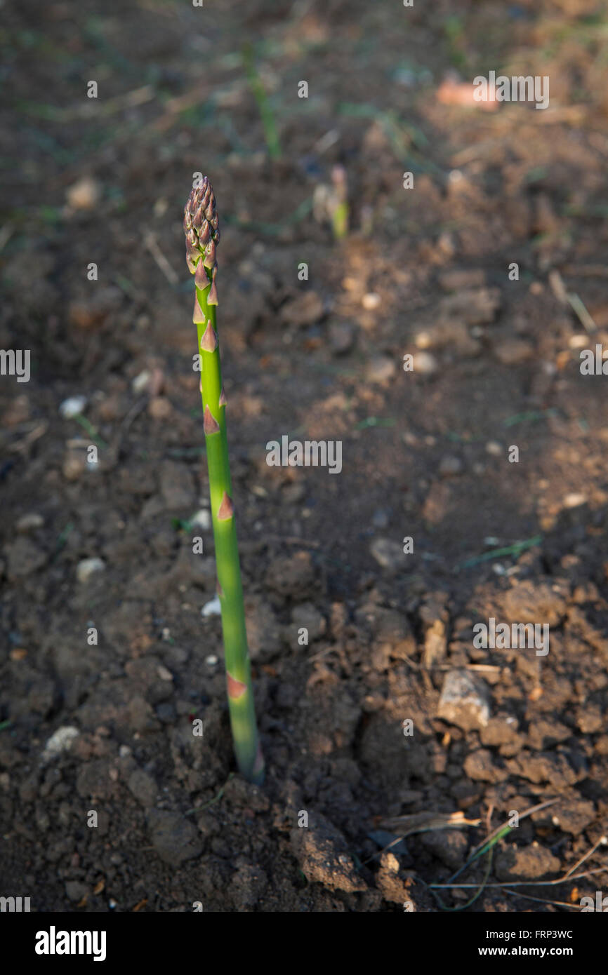 A single spear of an Asparagus plant growing on an allotment in the uK