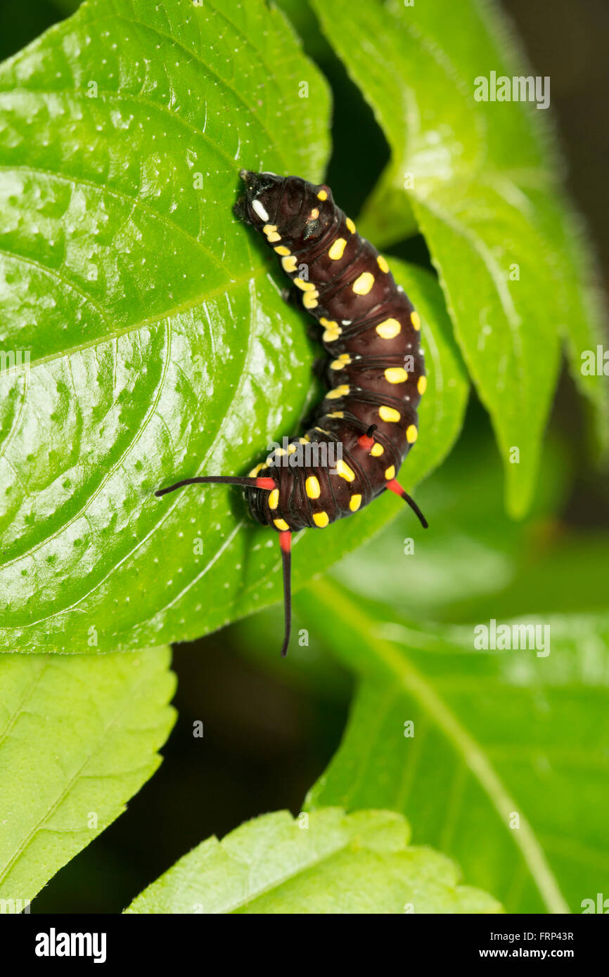 Caterpillar, Mumbai, Maharashtra, India Stock Photo Alamy
