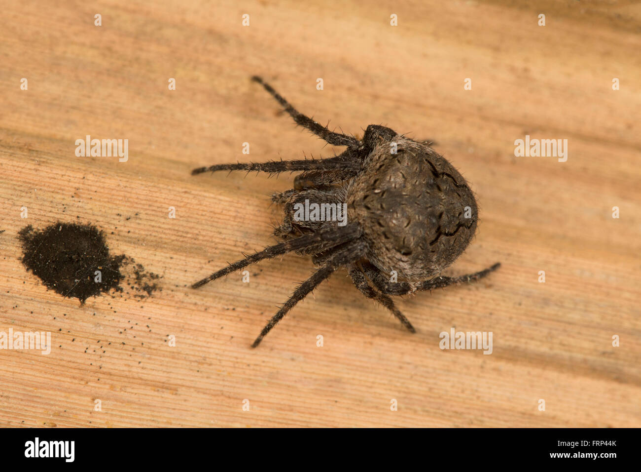 Orb web spider, Neoscona sp., Araneidae, Mumbai, Maharashtra, India Stock Photo