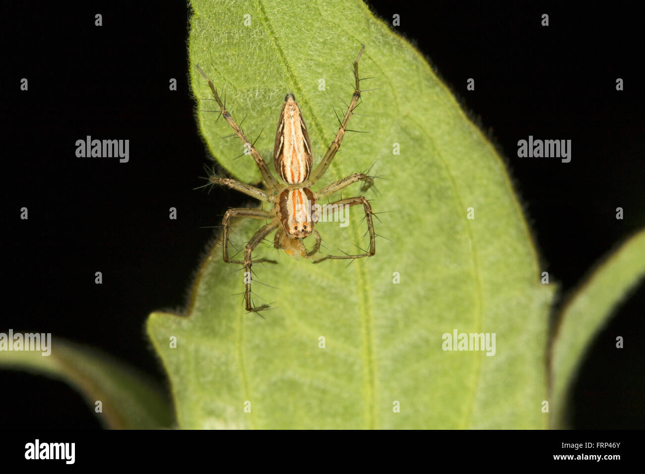 Lynx spider, Oxyopes sp, Oxyopidae, Bangalore, Karnataka, India