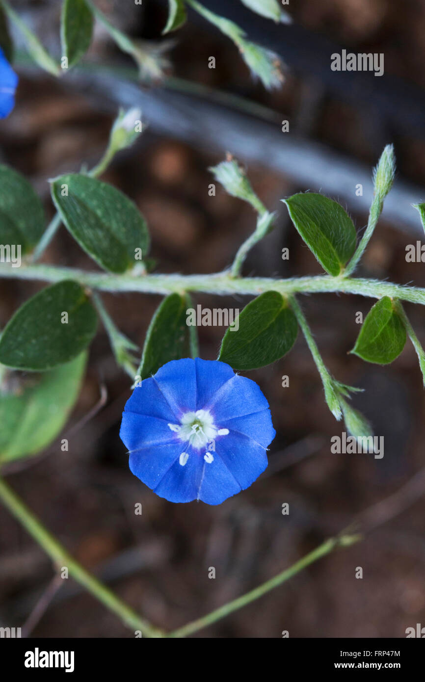 Little glory flower, Evolvulus alsinoides, Convolvulaceae, Bangalore, Karnataka, India Stock Photo
