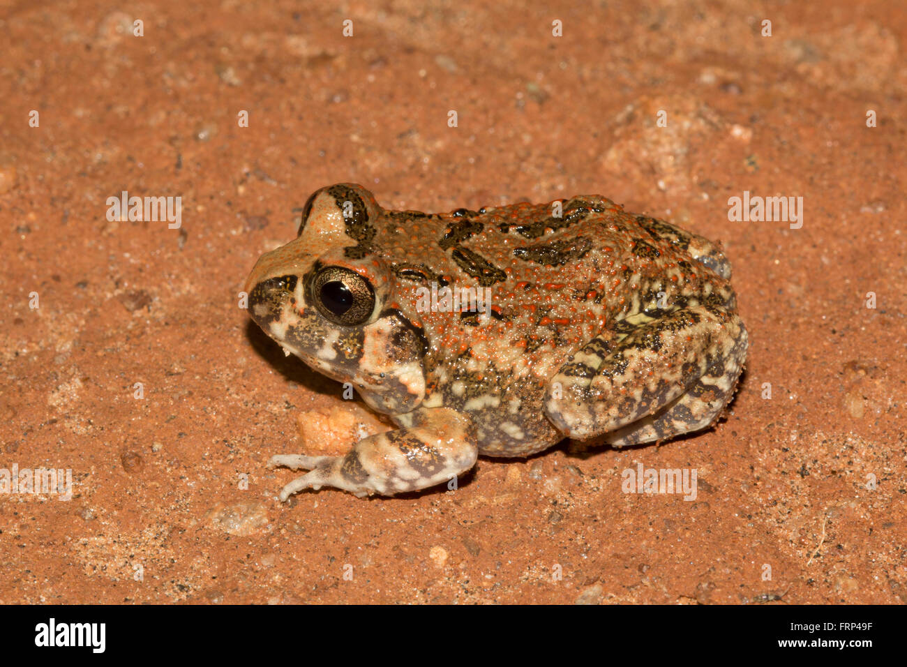 Burrowing frog, Sphaerotheca sp., Dicroglossidae, Bangalore, Karnataka, India Stock Photo