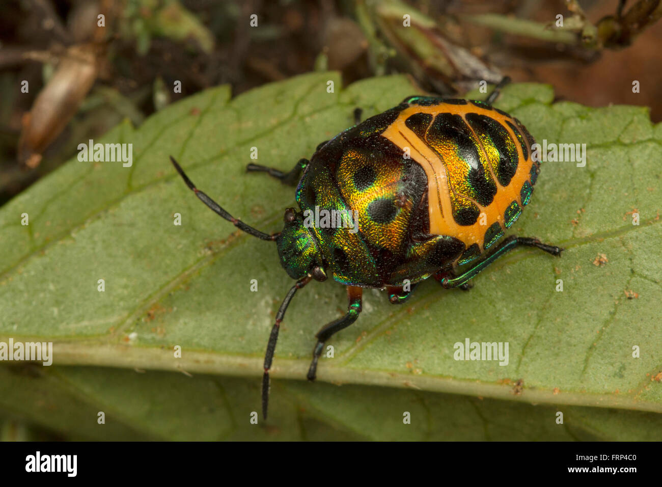 Jewel bug, Scutelleridae, Bangalore, Karnataka, India Stock Photo