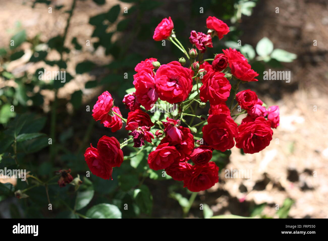 bundle of red roses FRP550