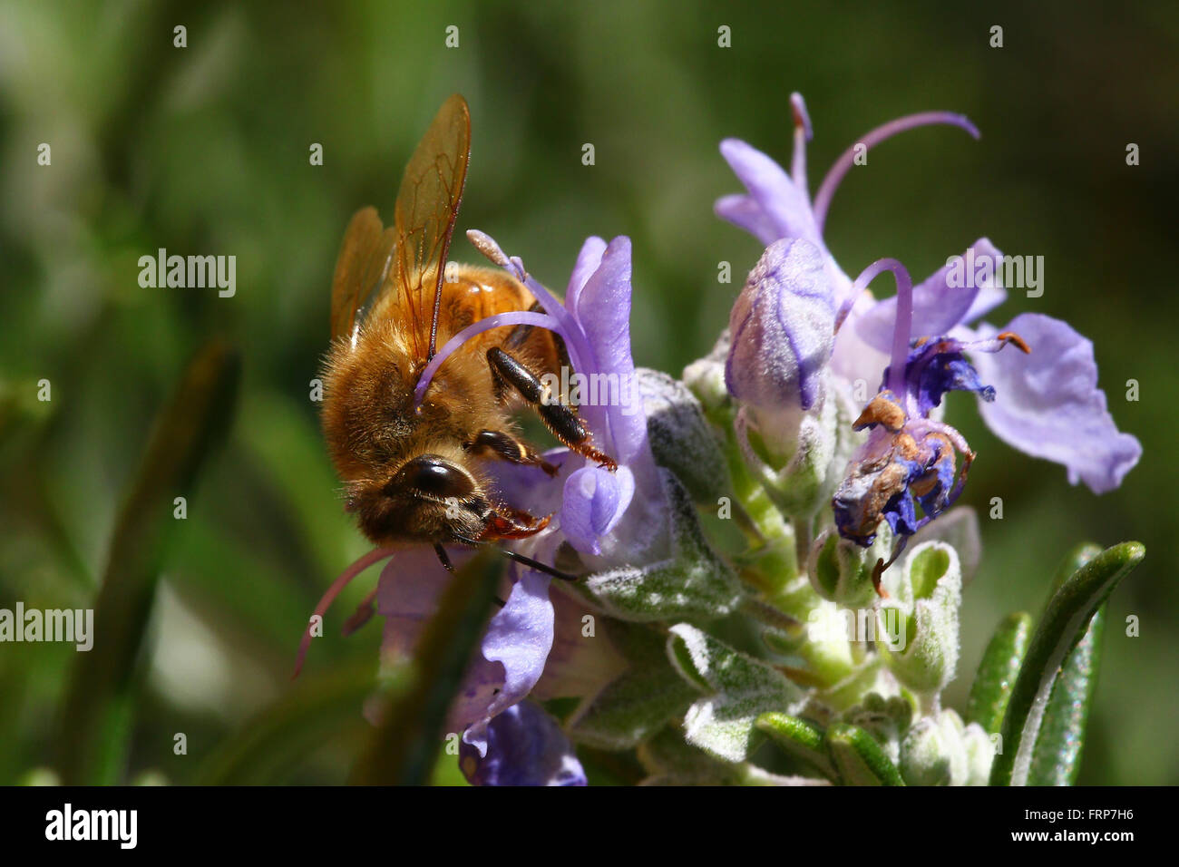 Honeybee going through a rosemary flower Stock Photo