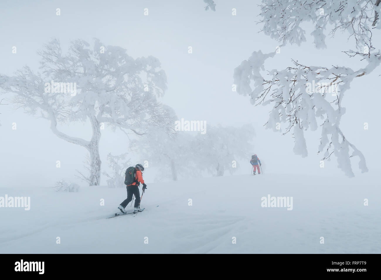 Two backcountry skiers are hiking through a misty mountain landscape with snow covered trees near the ski resort of Kiroro on Hokaido, Japan. Stock Photo