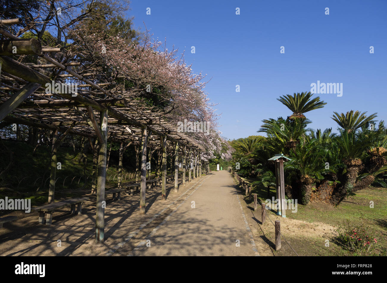 Cherry Blossoms next to palm trees at Korakuen Garden in Okayama, Japan Stock Photo Alamy