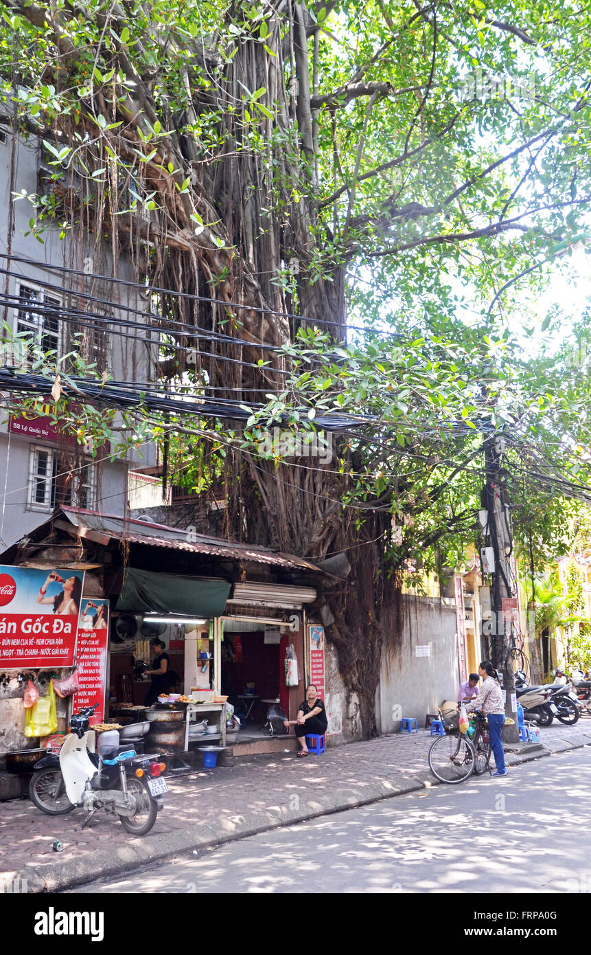 A fig tree grows over a shop in Hanoi, Vietnam Stock Photo
