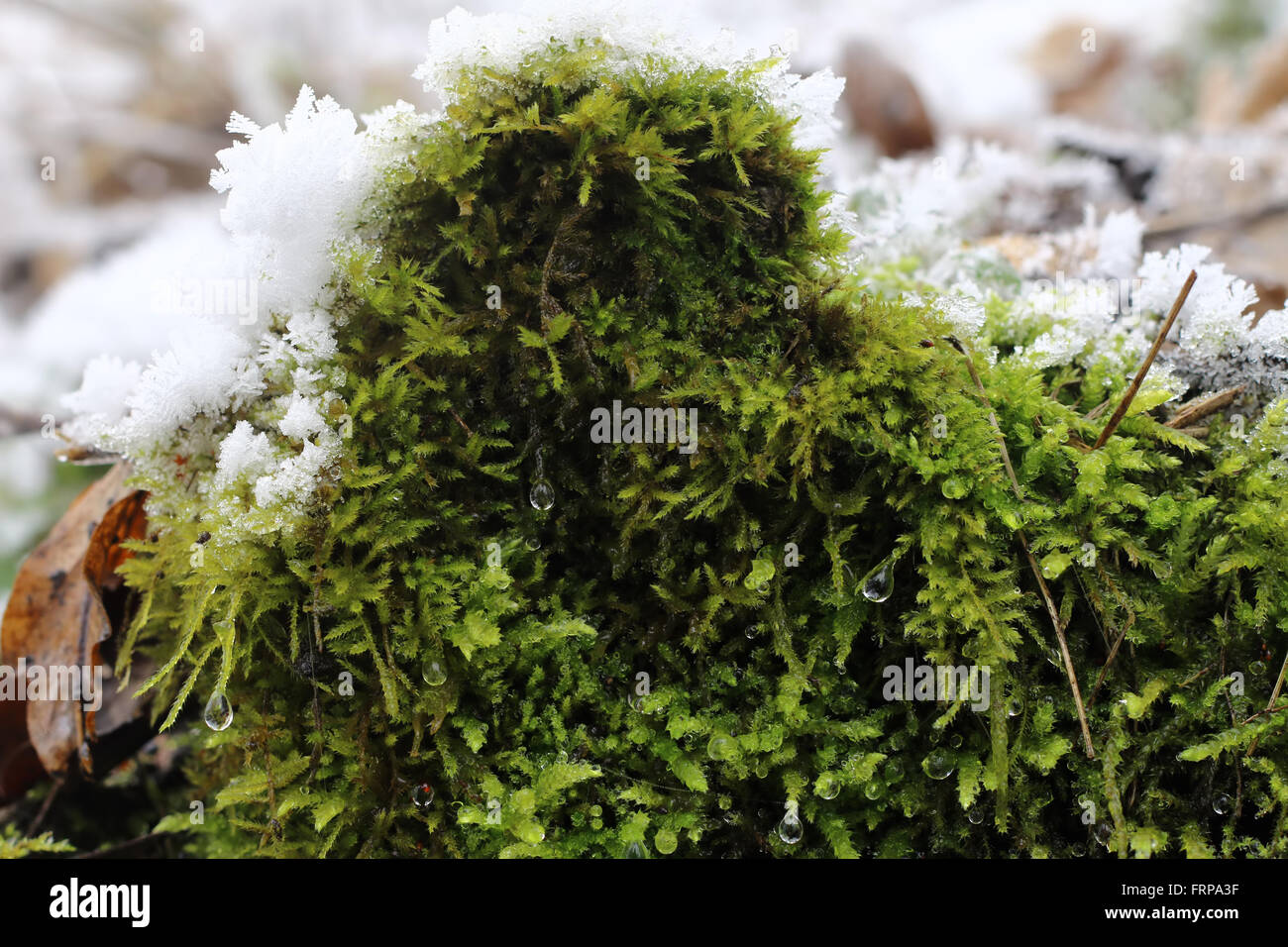 Moss in winter on the Borec hill - natural attraction Stock Photo