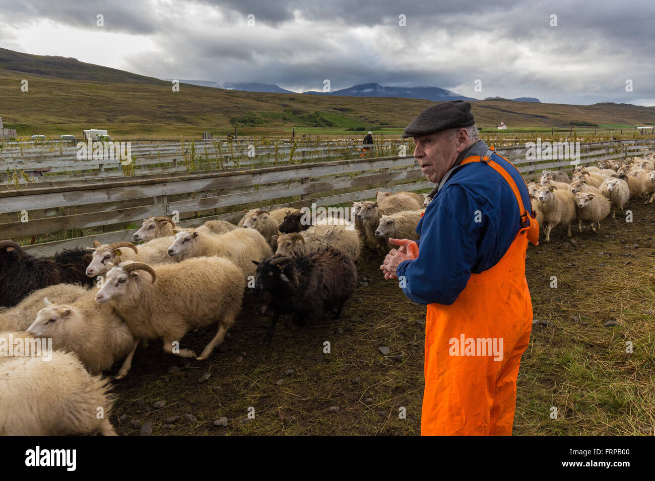 Icelandic farmer sorts sheep at the annual autumn sheep roundup in Svinavatn, Iceland Stock Photo