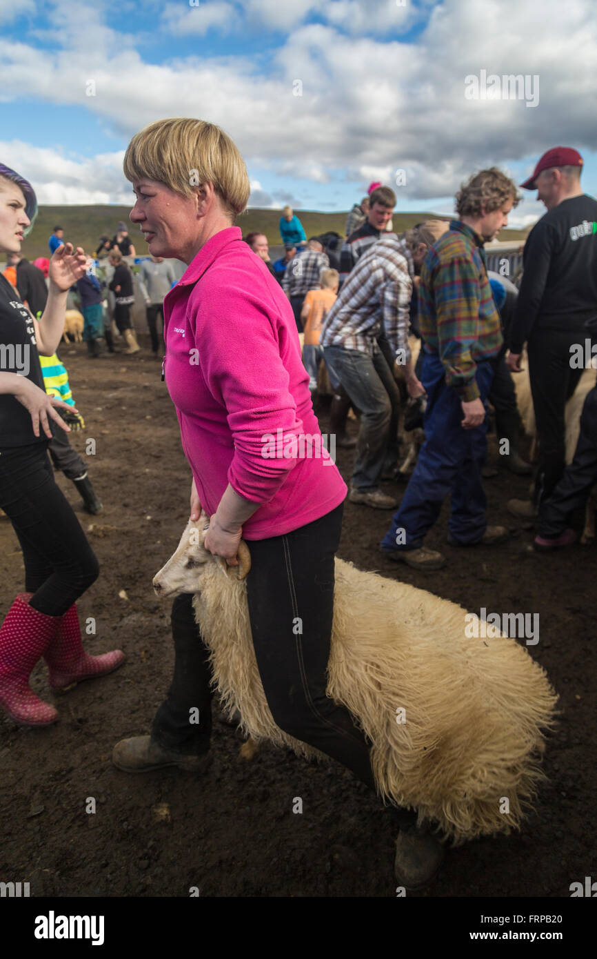 Icelandic woman sorts sheep at the annual autumn sheep roundup in Svinavatn, Iceland Stock Photo