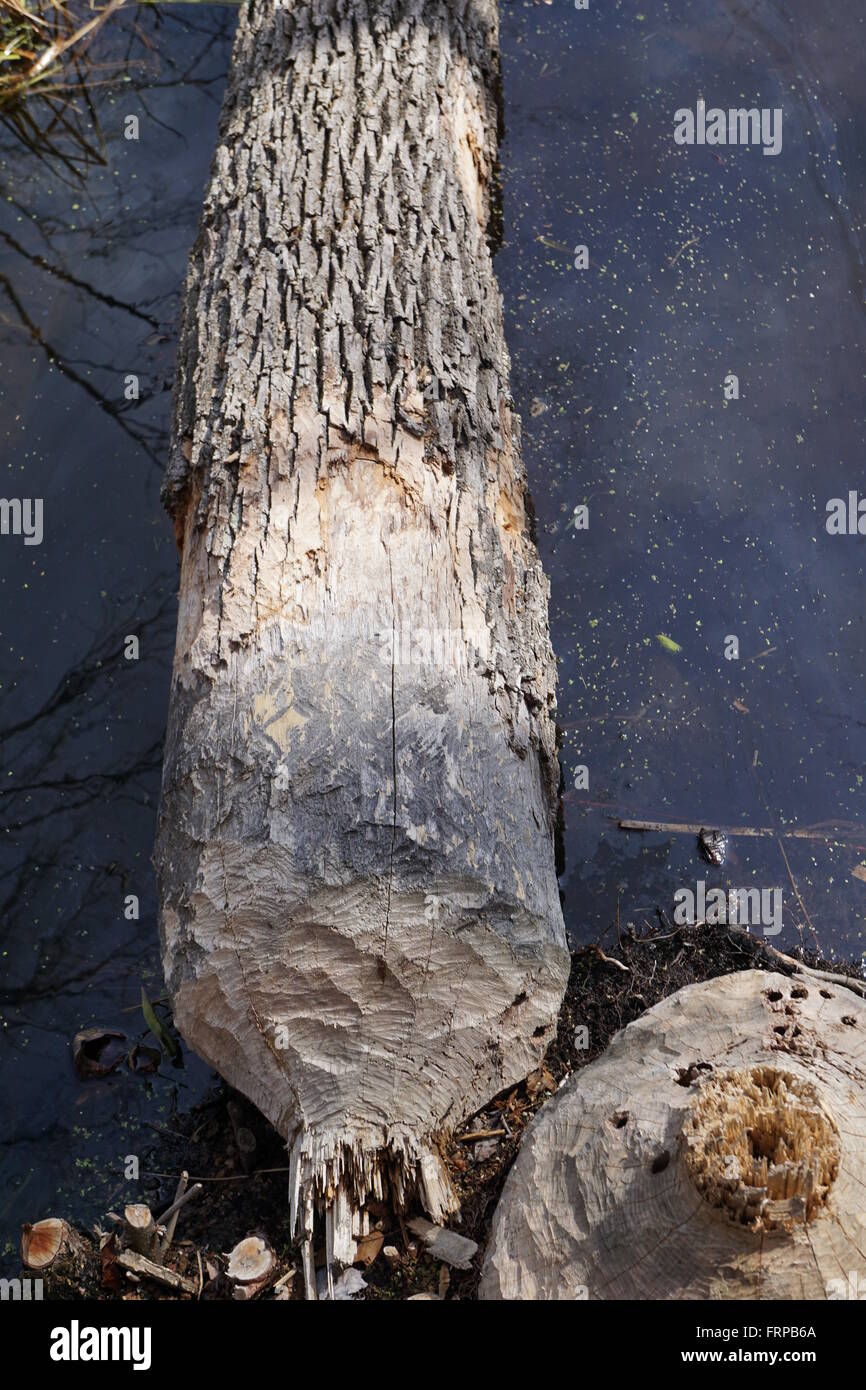A tree that was felled by a beaver. Stock Photo