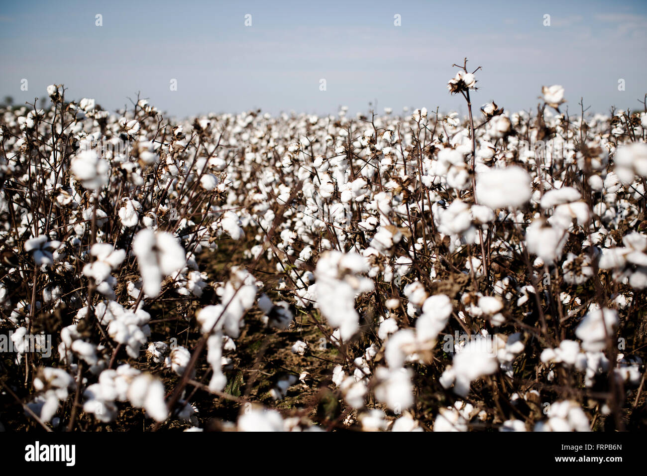 9,909 Cotton Field Stock Photos, High-Res Pictures, and Images