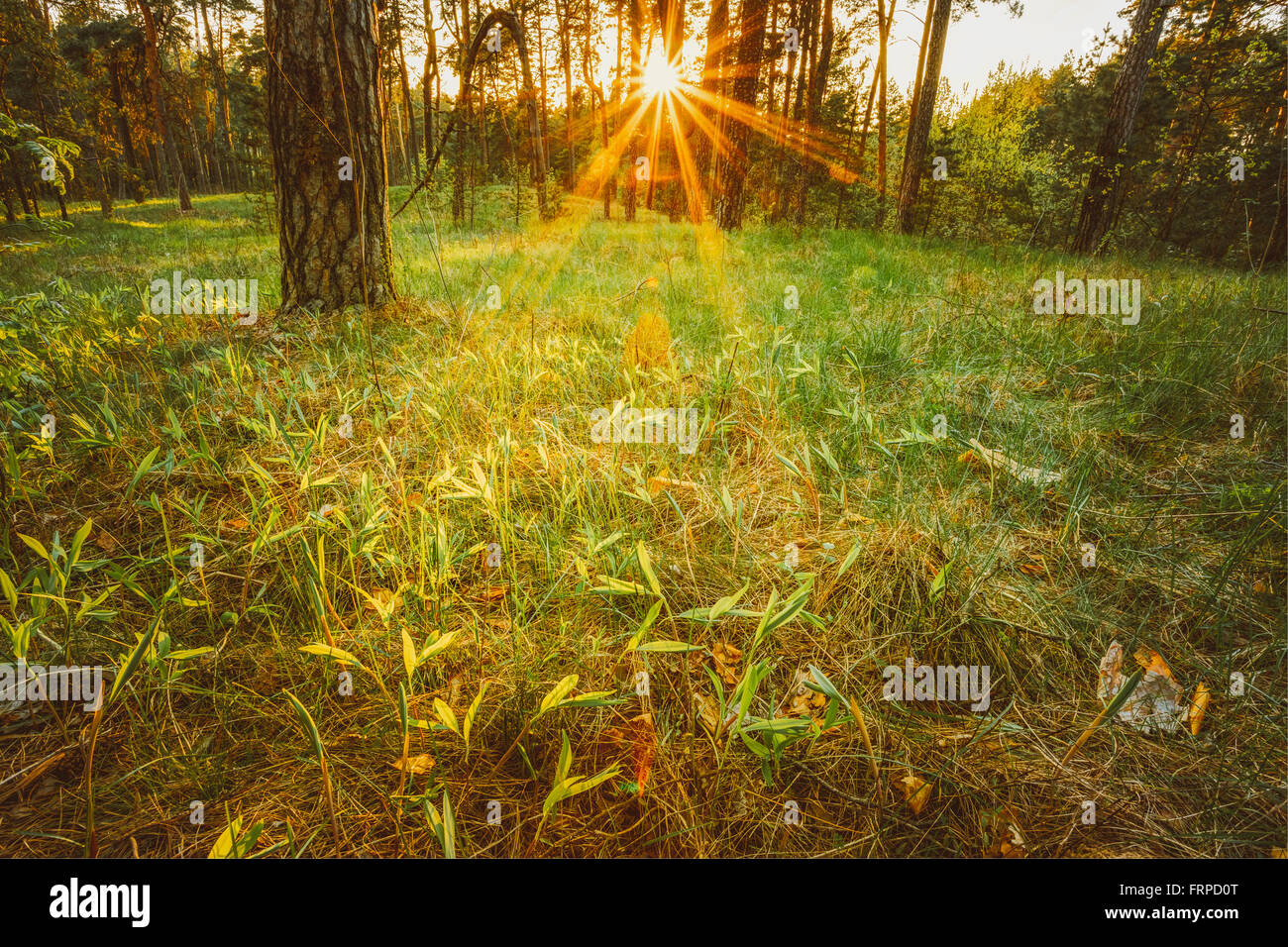 Sun rays through trees hi-res stock photography and images - Alamy