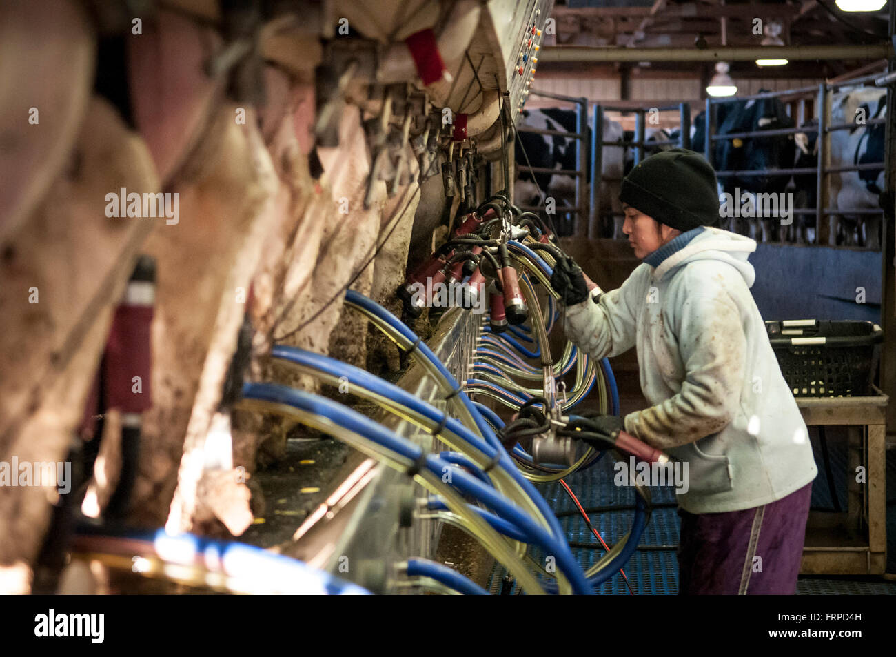 Harvesting Raw Milk with Automation Equipment Stock Photo - Alamy