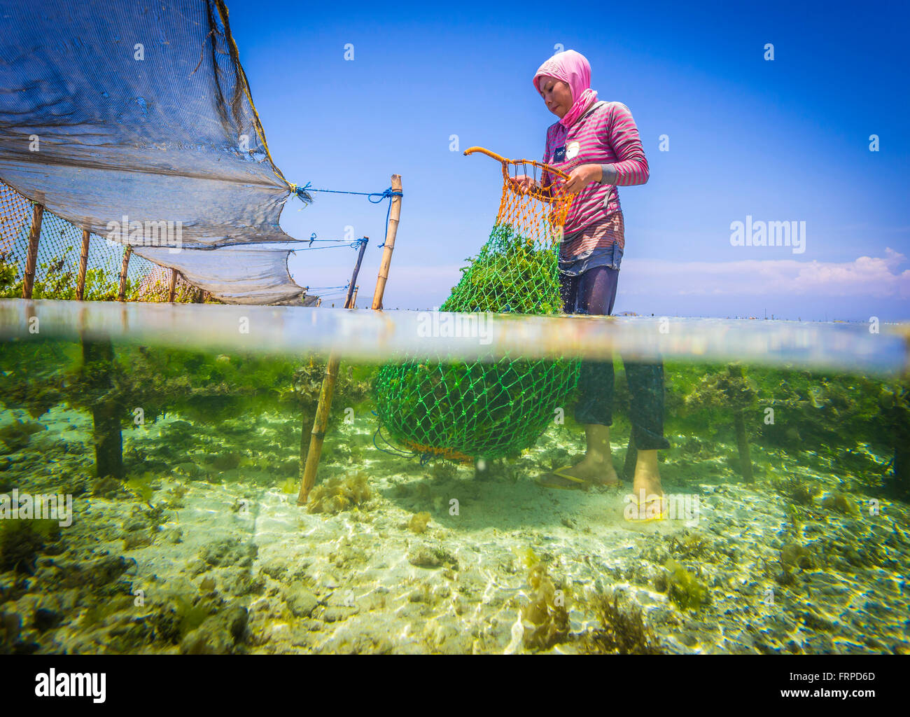 Seaweed farm. Sumbawa. Indonesia. Stock Photo