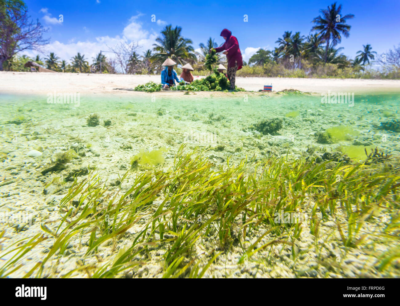 Seaweed farm. Sumbawa. Indonesia. Stock Photo