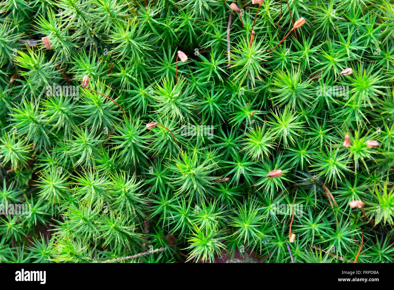 Common haircap (Polytrichum commune) with small flowers, Bavaria, Upper Bavaria, Germany Stock Photo
