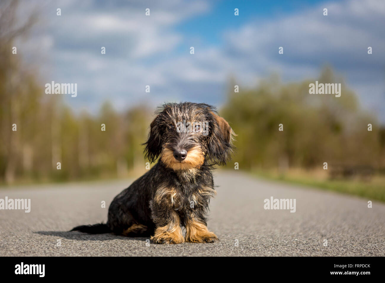 Dog (Canis lupus familiaris), Dachshund sitting on path, female, 4 months, Wustermark, Brandenburg, Germany Stock Photo
