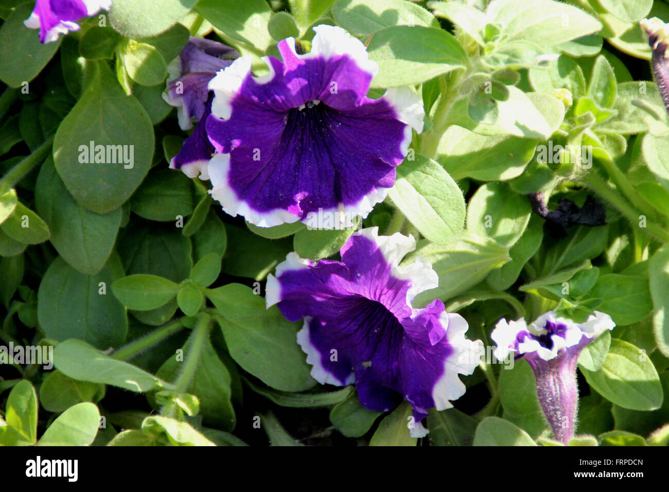 Petunia hybrida 'Cascadia violet Skirt', cultivar with blue purple ...