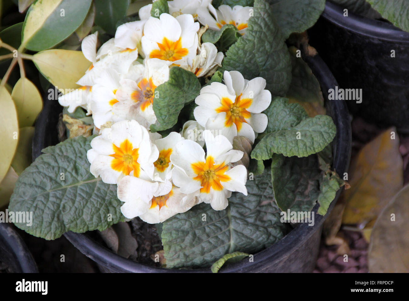 Primuka vulgaris ‘Alba’, cultivated ornamental herb with basal rosette of thick obovate leaves white flowers yellow center Stock Photo