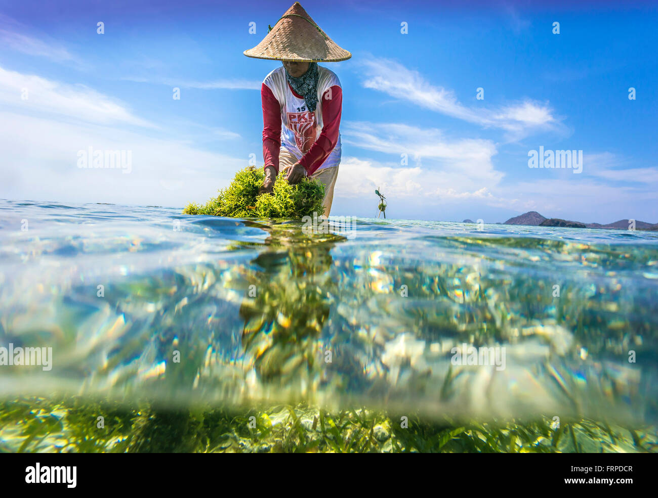 Seaweed farm.Sumbawa.Indonesia. Stock Photo