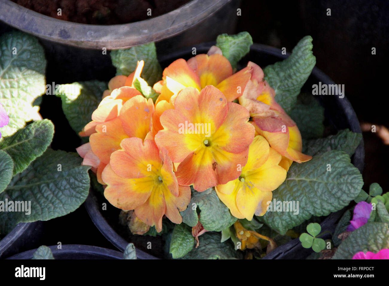 Primuka vulgaris Peach, cultivated ornamental herb with basal rosette