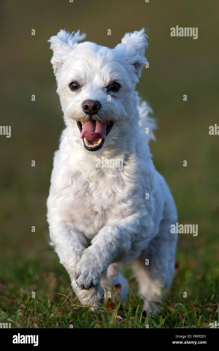 Domestic dog, Maltese running over a meadow, Vorarlberg, Austria Stock Photo
