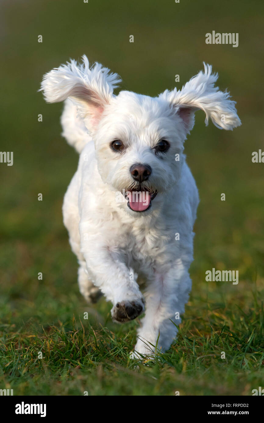 Domestic dog, Maltese running over a meadow, Vorarlberg, Austria Stock Photo